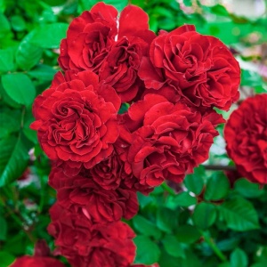 Trandafiri cățǎrători - Mushimara Red - Ghiveci 2L - Aqua Flowers - Img 2