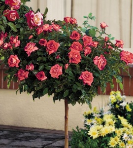 Trandafiri Pomisor - Roza Wielkokwiatowa - Ghiveci 5L - Anul 2 - înălțime 140-160 cm la livrare