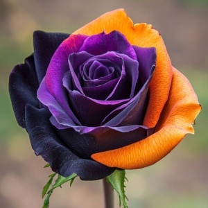Trandafiri Rosa Spectrum Midnight Aurora - Anul 3 - Ghiveci 2L