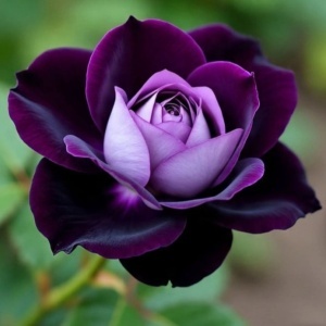 Trandafiri Teahibrid Purple - Anul 3 - Ghiveci 2L