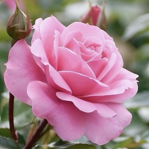 Trandafiri teahibrizi - Silvinetta - Rădăcină ambalată - Img 2