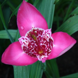 Trigridia - Pink – Pachet 5 bulbi - Aqua Flowers - Img 2