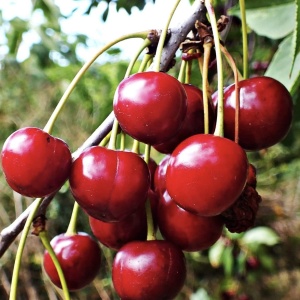 Vișin Crisana - Anul 2-3 - Înălţime la livrare 170-190 cm - Img 2