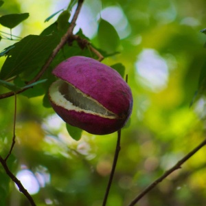 Viță de ciocolată (Akebia quinata) – Ghiveci 2L - Img 3