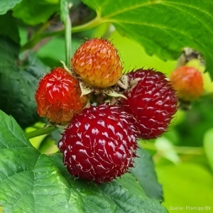 Zmeur Columnar Rasberry Tower - Ghiveci 2L - Img 2
