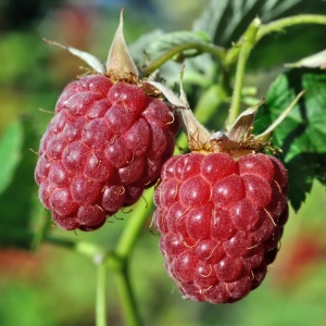 Zmeur Remontat Polana (Fără Spini) - Rădăcină Ambalată