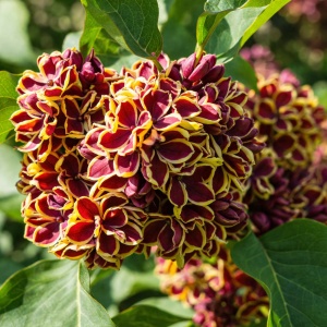 ⏰Precomanda | Livrare din 25.05 Liliac Syringa – bicolor galben cu roșu - Ghiveci 2L