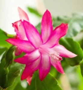 𝟮+𝟭 𝗖𝗔𝗗𝗢𝗨 🎁 Mix 3 x Givece Crăciunel Roz - Schlumbergera - Cactus