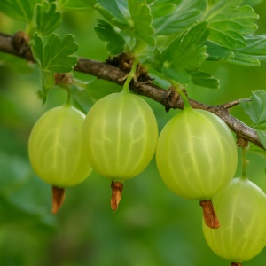 Agriș Verde Pomișor Tulpină Înaltă - Ghiveci - Img 2