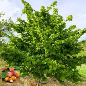 Alun Corylus Avellana - Rădăcină Ambalată pentru Grădinărit