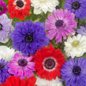 Anemone - St. Brigid Mixed – Pachet 20 bulbi