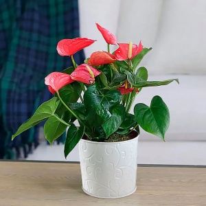 Anthurium Nevada Roșu – Ghiveci