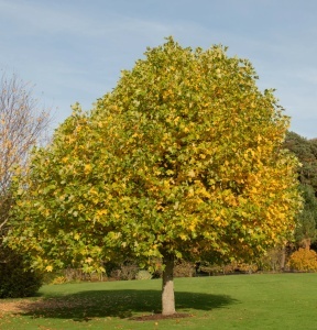 Arbore de lalea - Liriodendron Tulipifera - Ghiveci 3L - H 110 - 130 cm - Img 2
