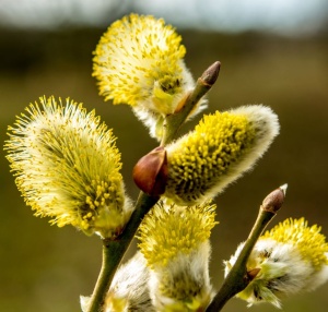 Arbore ornamental - Salcie Pendula (Salix Pendula) - ghiveci - Aqua Flowers