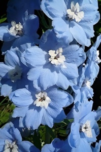 Arbust ornamental - Clematis - Blue Angel- Ghiveci 2L - Img 2