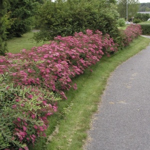 Arbust ornamental - Cununita - Spiraea japonica Dart’s Red - Ghiveci - Img 2