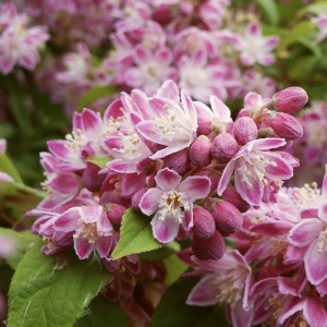 Arbust ornamental - Deutzia - Strawberry field - ghiveci 2l - Img 2