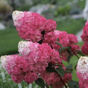 Arbust ornamental - Hortensia - Fraise Melba - ghiveci P9 - Aqua Flowers - Img 2