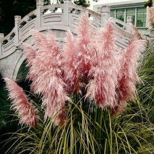 Arbust ornamental - Iarbă de Pampas Roz - Ghiveci 2L - Img 3