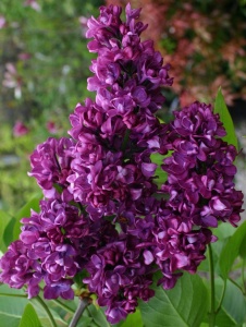 Arbust ornamental - Liliac Charles Joly - ghiveci 2L - înălțime la livrare 70-90cm - Aqua Flowers - Img 2