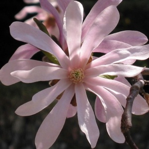Arbust ornamental - Magnolia Stellata Rosea - Ghiveci - Img 3
