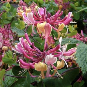 Arbust ornamental - Mâna Maicii Domnului / Caprifoi Lonicera Pink – Ghiveci - Aqua Flowers - Img 2
