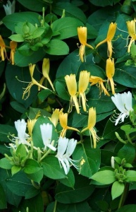 Arbust ornamental - Mâna Maicii Domnului / Ever Green – Ghiveci 2L - Aqua Flowers - Img 2