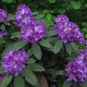 Arbust ornamental - Rhododendron - Alfred - Ghiveci 2L H 50 - 60 cm
