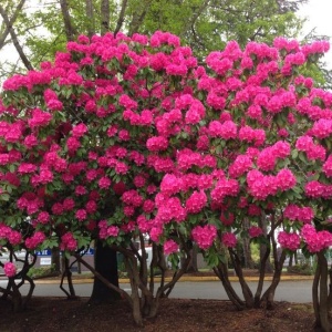 Arbust ornamental - Rhododendron Dame Nellie Melba (roz) - Ghiveci - Img 2