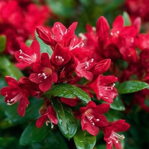 Arbust ornamental - Weigela - Red Prince - Aqua Flowers - Img 2