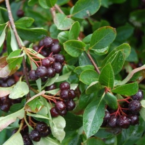 Aronia Melanocarpa Viking - Ghiveci P9 - Anul 2