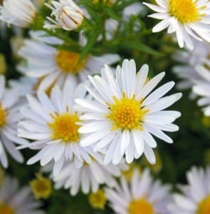 Aster - Apollo – Pachet 1 Rădăcină - Aqua Flowers - Img 1