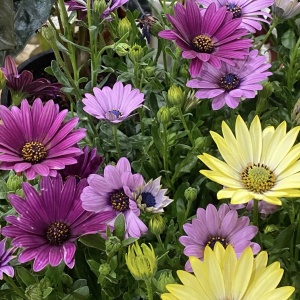 Aster - Steluta – Mix 3 culori - Ghiveci P12 – Ghiveci - Aqua Flowers - Img 2