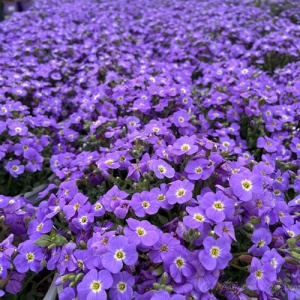 Aubrieta - Ghiveci - Img 2