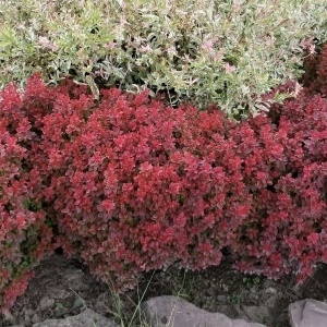 Berberis Auricoma – Ghiveci P9 – Ghiveci