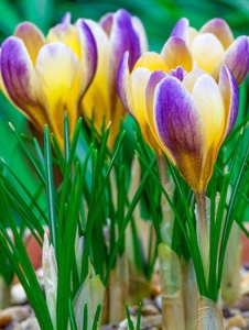 Branduse - Crocus - Advance Pachet 5 Bulbi