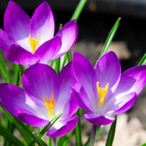 Branduse - Crocus - Ruby Gigant Pachet 5Bulbi