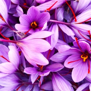 Branduse - Crocus - Sofran Crocus sativus Pachet 10 Bulbi - Img 2