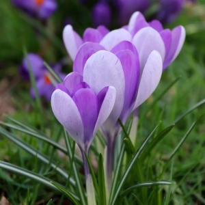 Branduse - Crocus - Vanguard Pachet 5 Bulbi