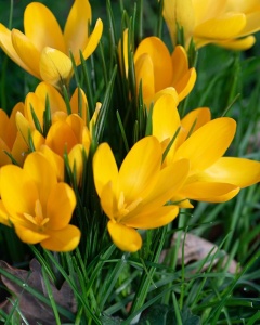 Branduse - Crocus - Yellow Pachet 5 Bulbi - Img 2