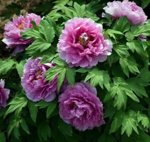 Bujor arbustiv Fu Gui Man Tang - ghiveci 3L - Img 2