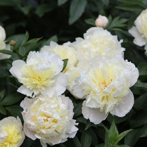 Bujor - Laura Dessert – Pachet 1 Rizom - Img 2