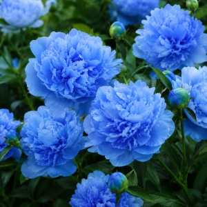 Bulb Bujor - Blue Prismatic