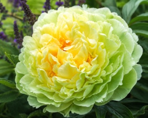Bulb Bujor- Lime Gold01 Rizom