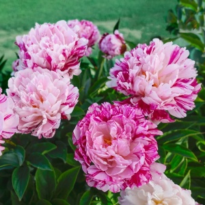 Bulb Bujor - Pink Candy Stripes - Img 2