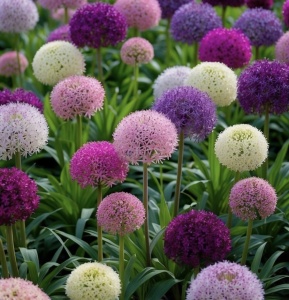 Bulbi Alium Mix – Pachet 3 Bulbi - Aqua Flowers