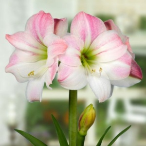 Bulbi Amaryllis - Apple blossom - 1 bulb