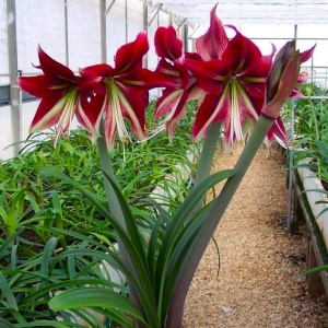Bulbi Amaryllis - Ruby Star - 1 bulb
