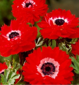 Bulbi Anemone Double scarlet - Pachet 10 Bulbi - Img 2