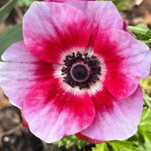 Bulbi Anemone Pink Duchese - Pachet 10 Bulbi